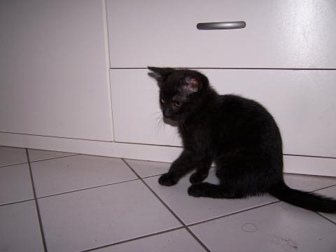 Hector